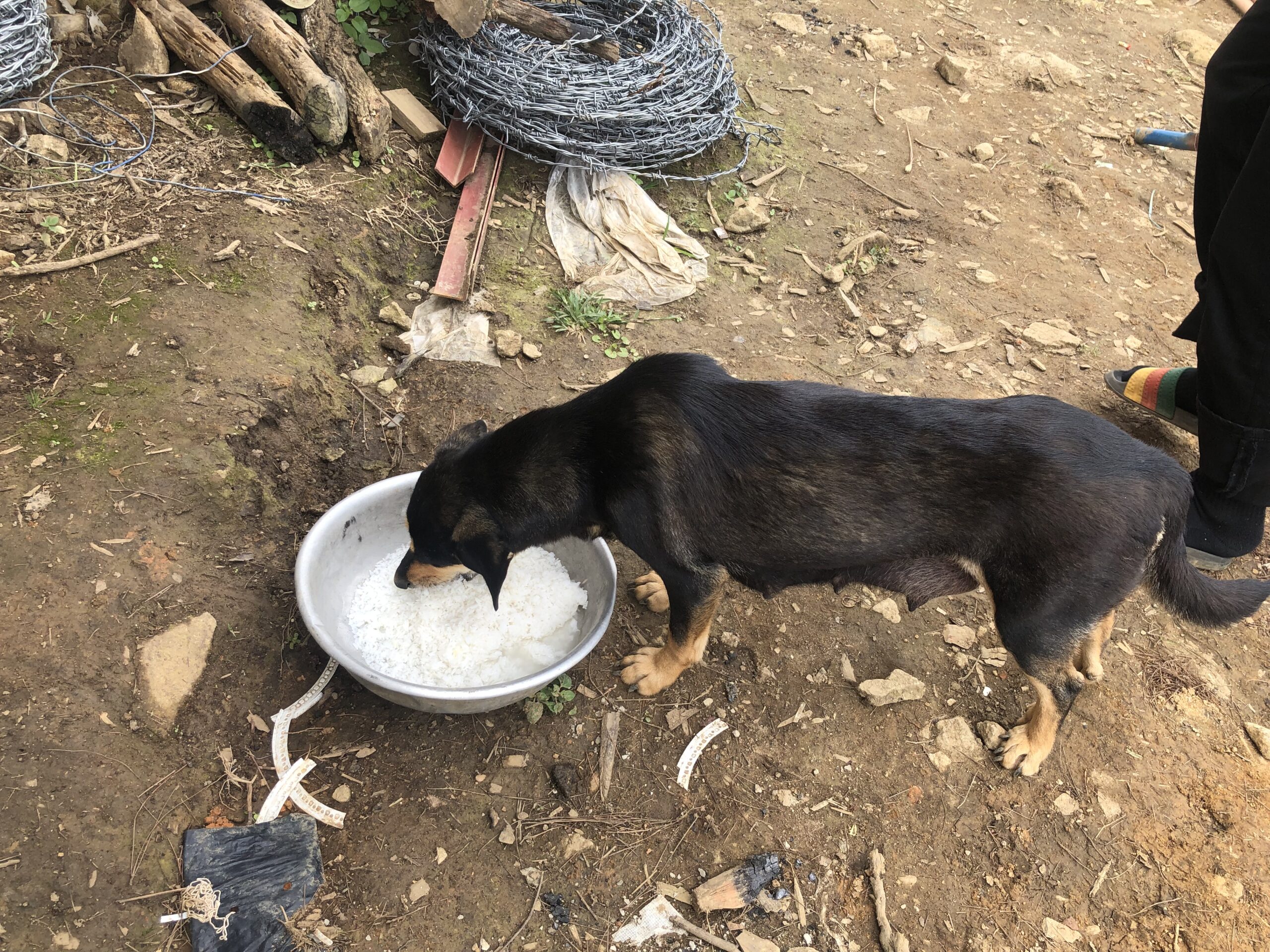 パッドの犬